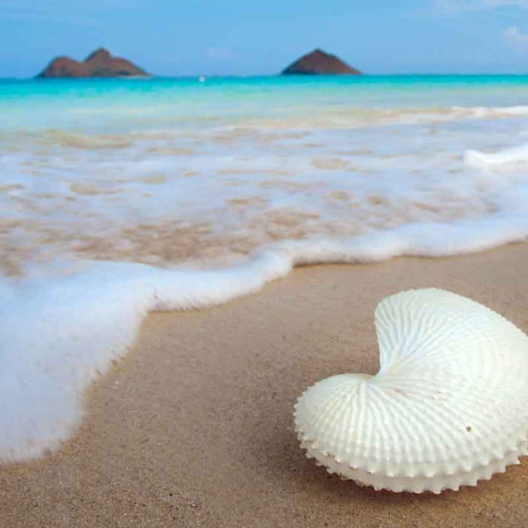 Moku Nautilus