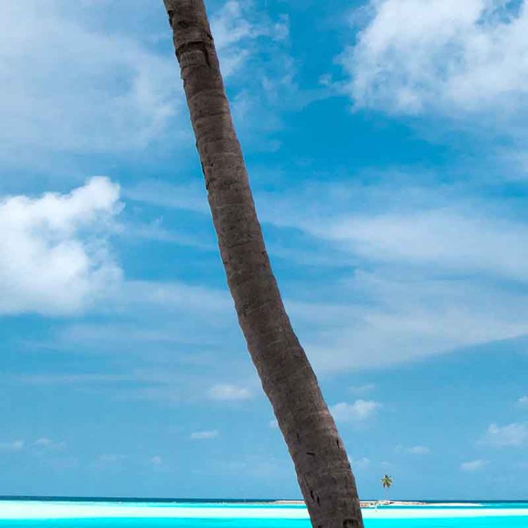 Vertical Palm Bike