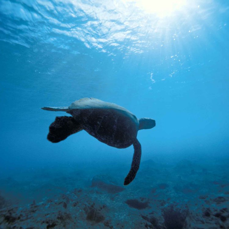 Pipe Turtle