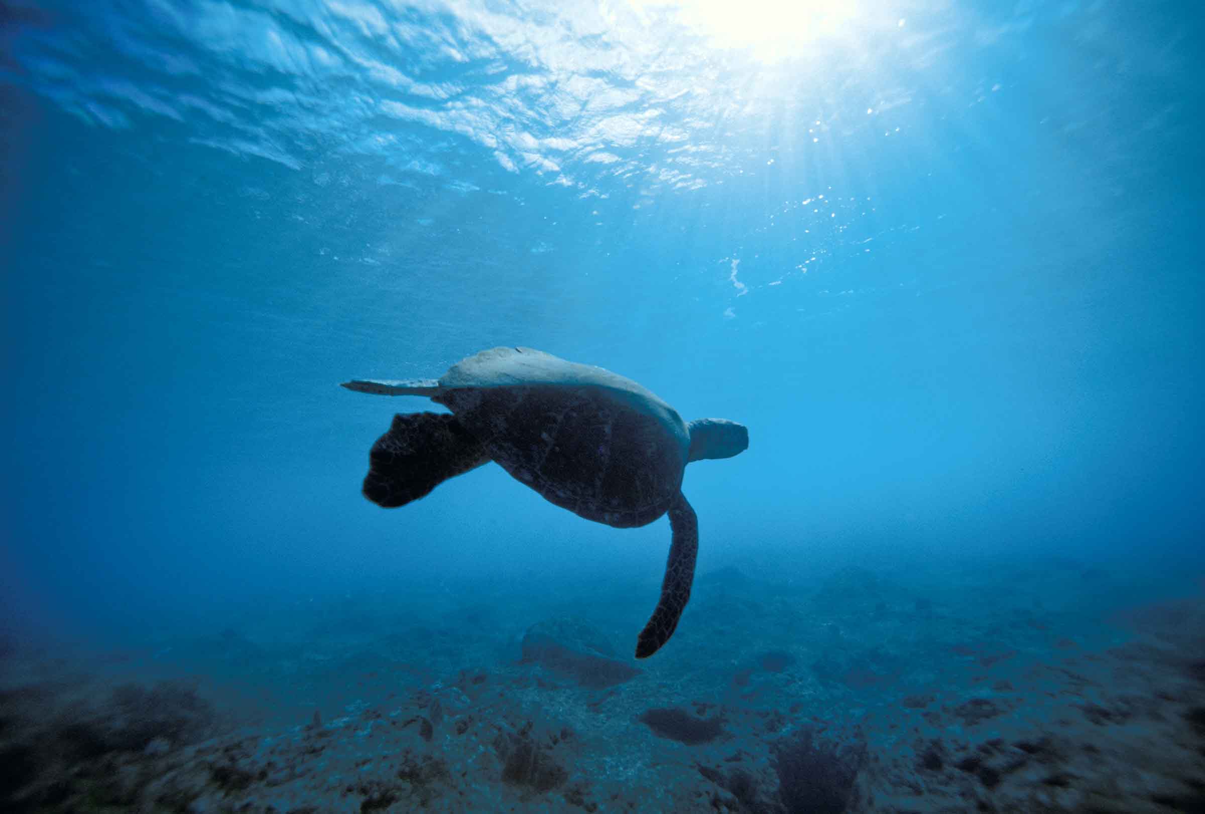 Pipe Turtle