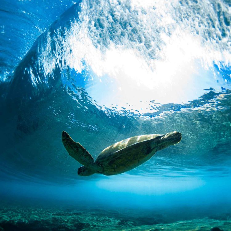 Pipe Turtle Glide