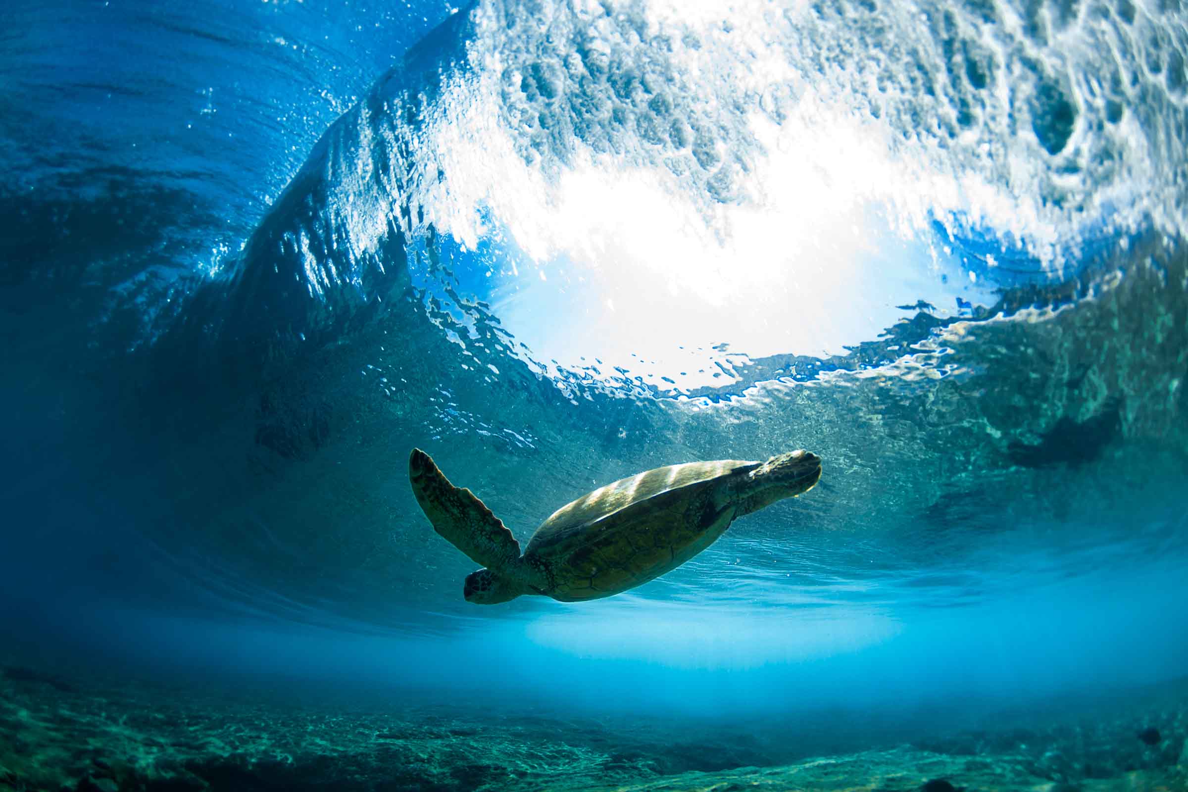 Pipe Turtle Glide