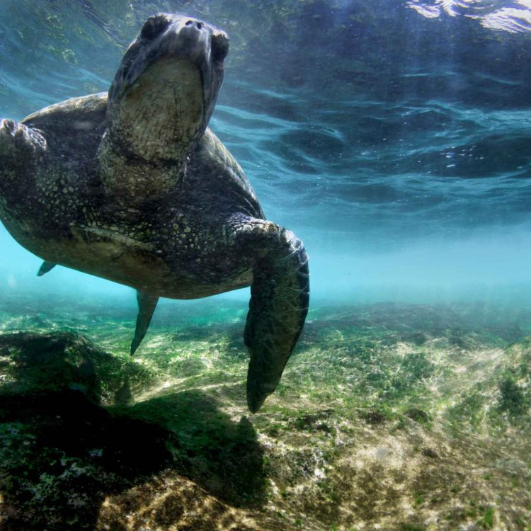 Pointing Turtle