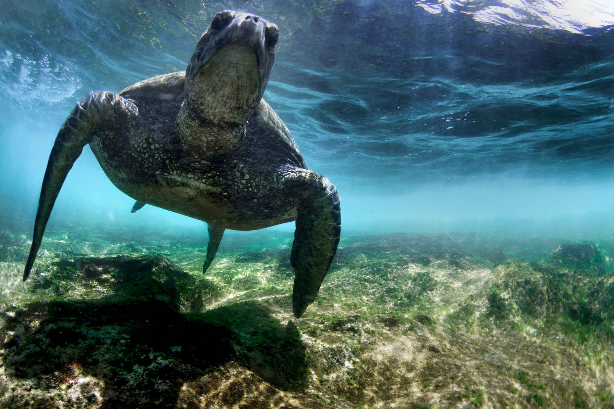 Pointing Turtle