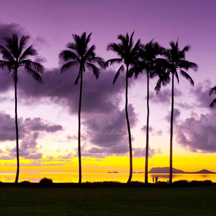 Purple Palms
