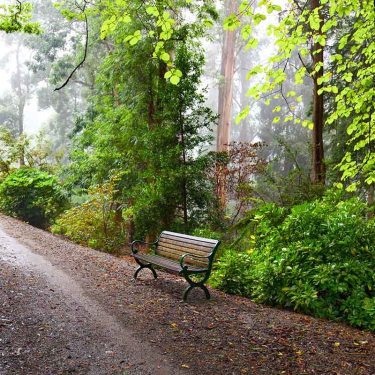Rainforest Bench