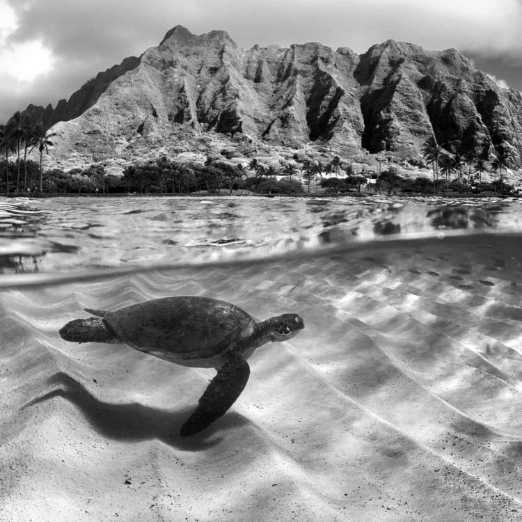 Ridge Turtle