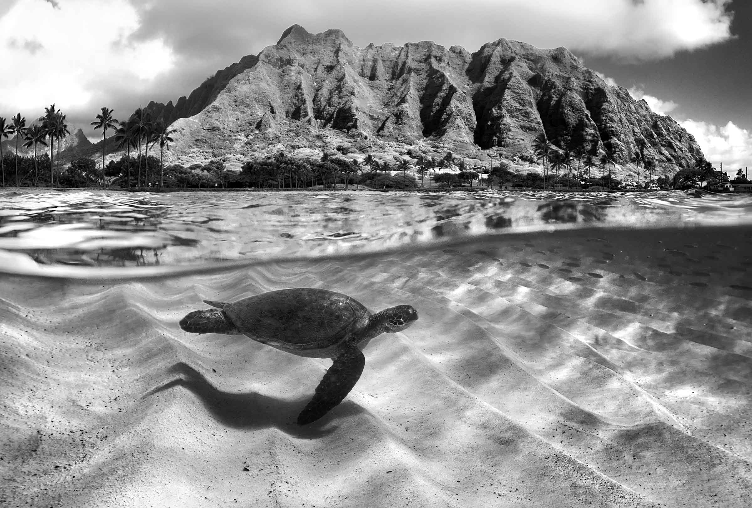 Ridge Turtle