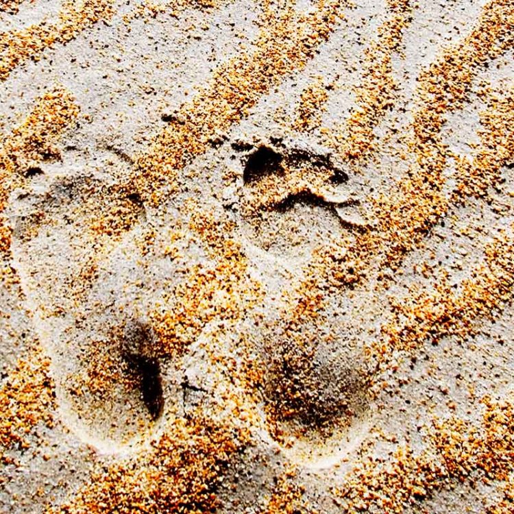 Sandy Footprints