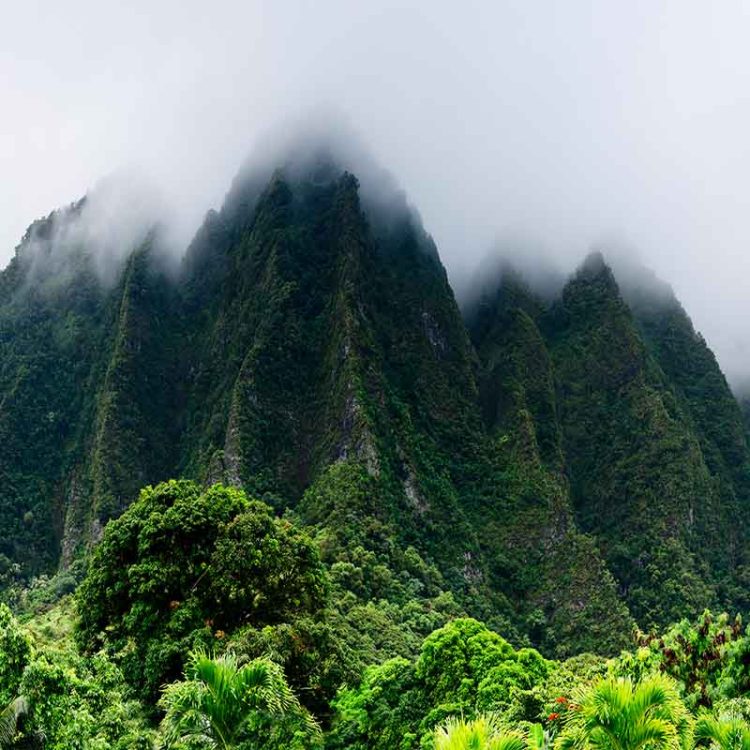 Shrouded Ko'olaus