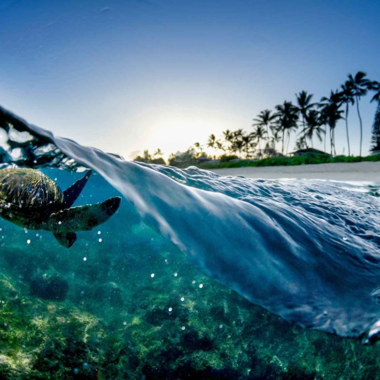 Split Wave Turtle