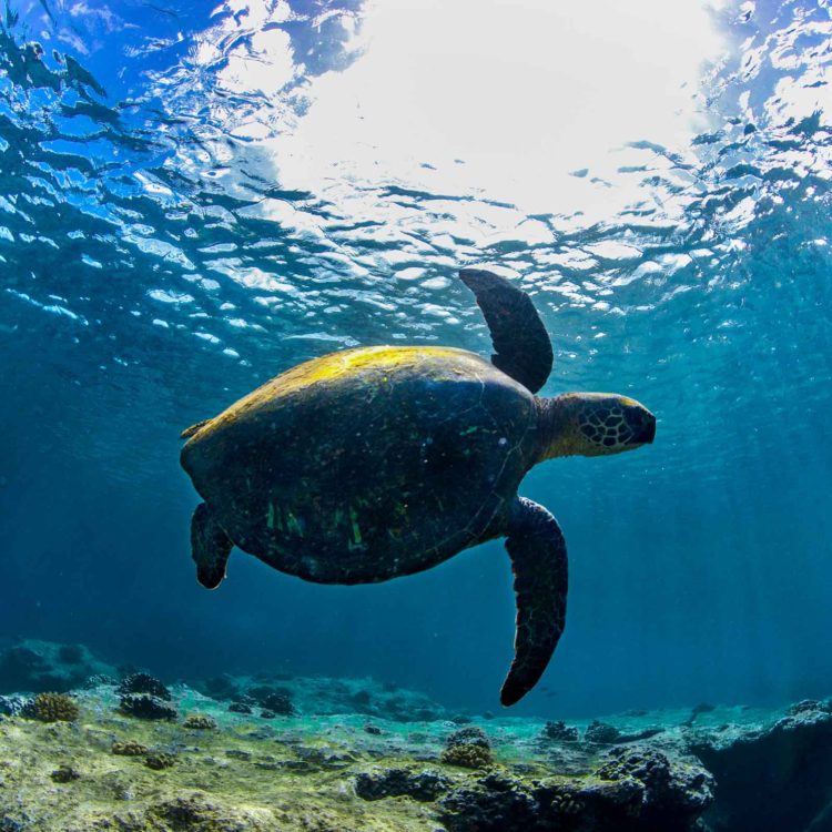 Stealth Turtle