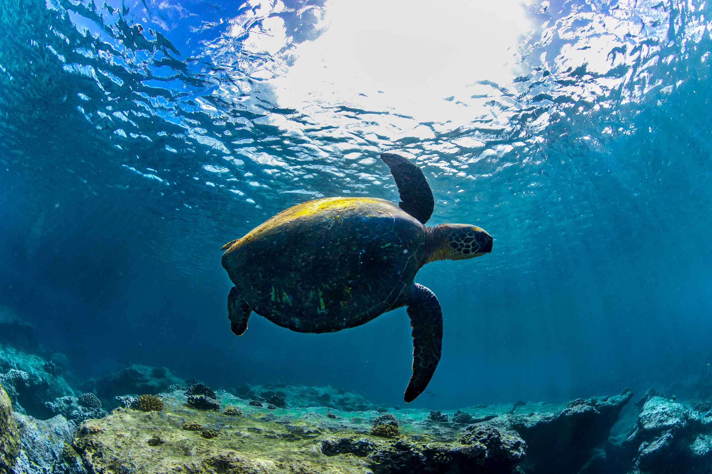 Stealth Turtle