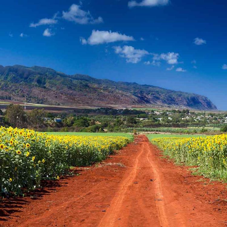 Sunflower Road