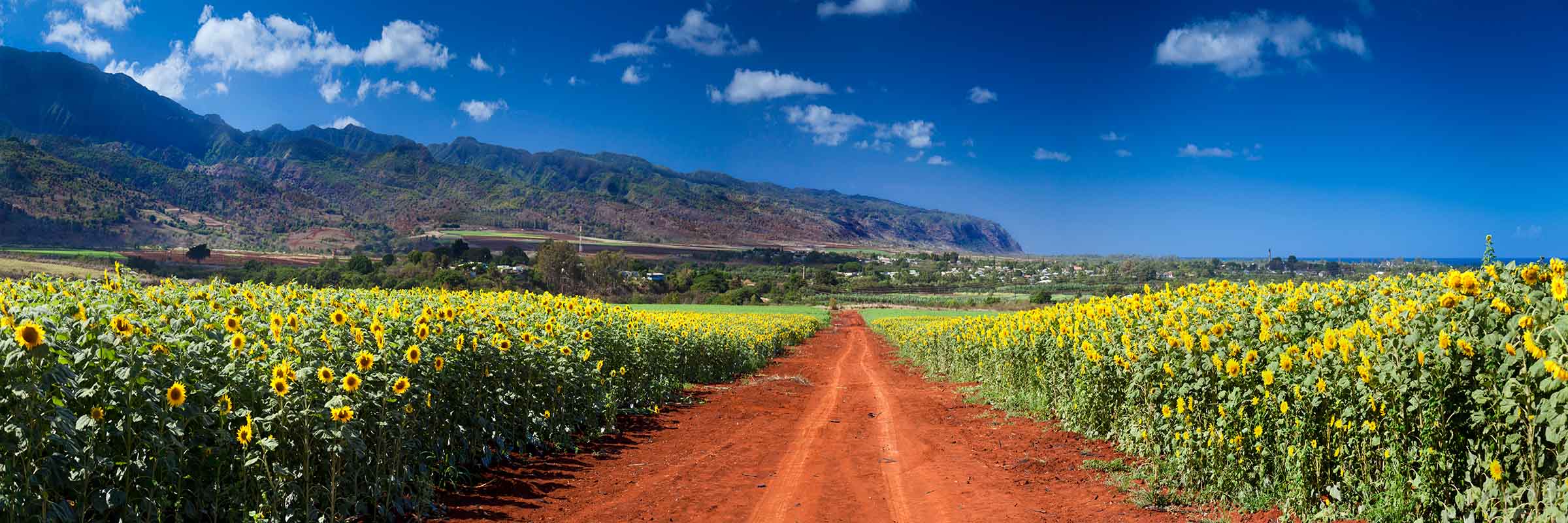 Sunflower Road