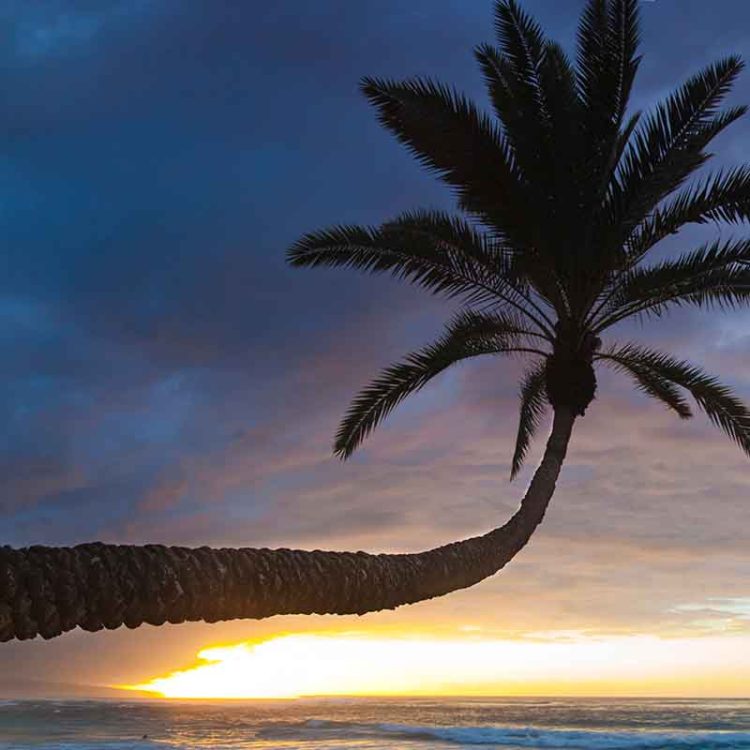 Sunset Palm