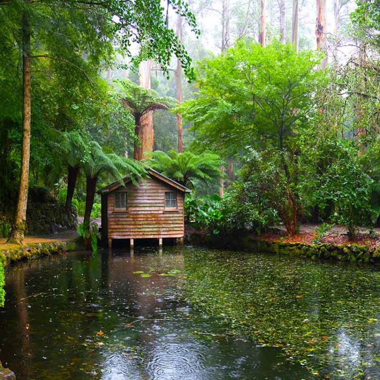 Swamp Shack