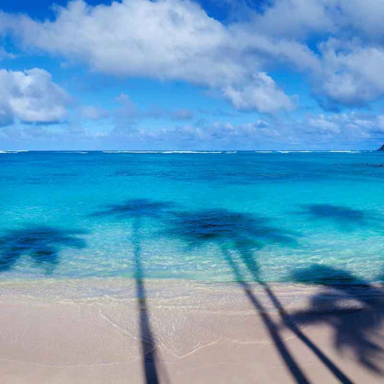 Vertical Thirsty Palms