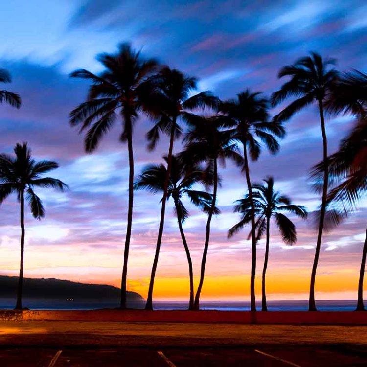 Tree Breeze