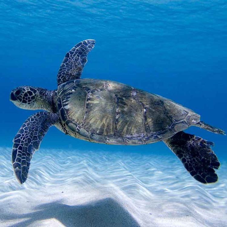 Turtle Flight
