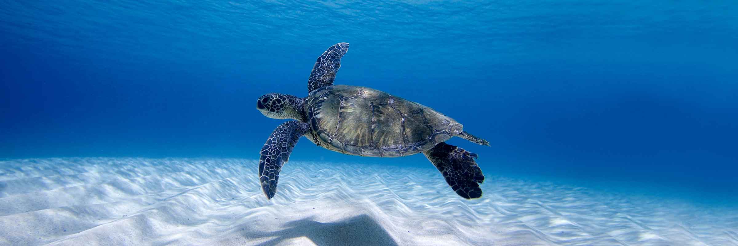 Turtle Flight