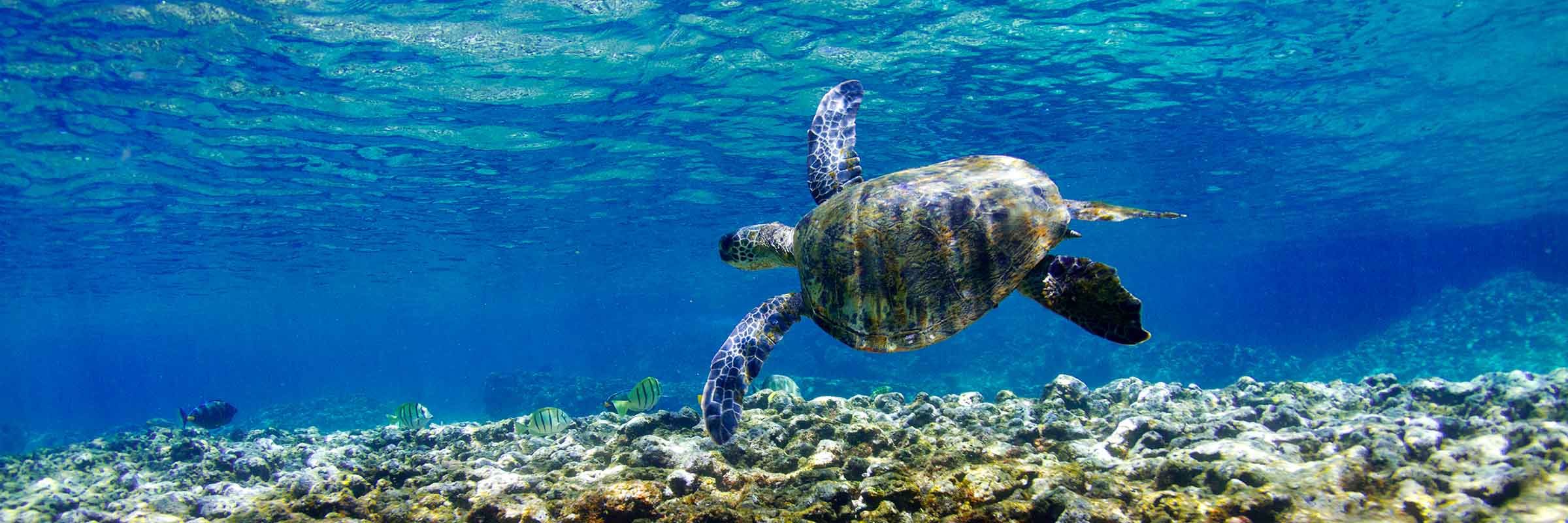 Turtle Glide - Image 2