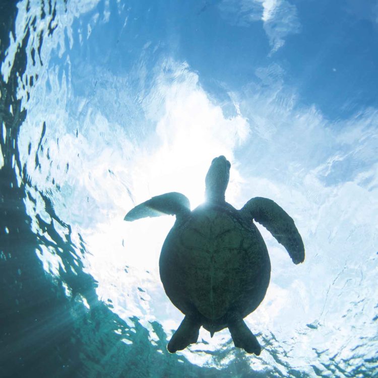 Turtle Light