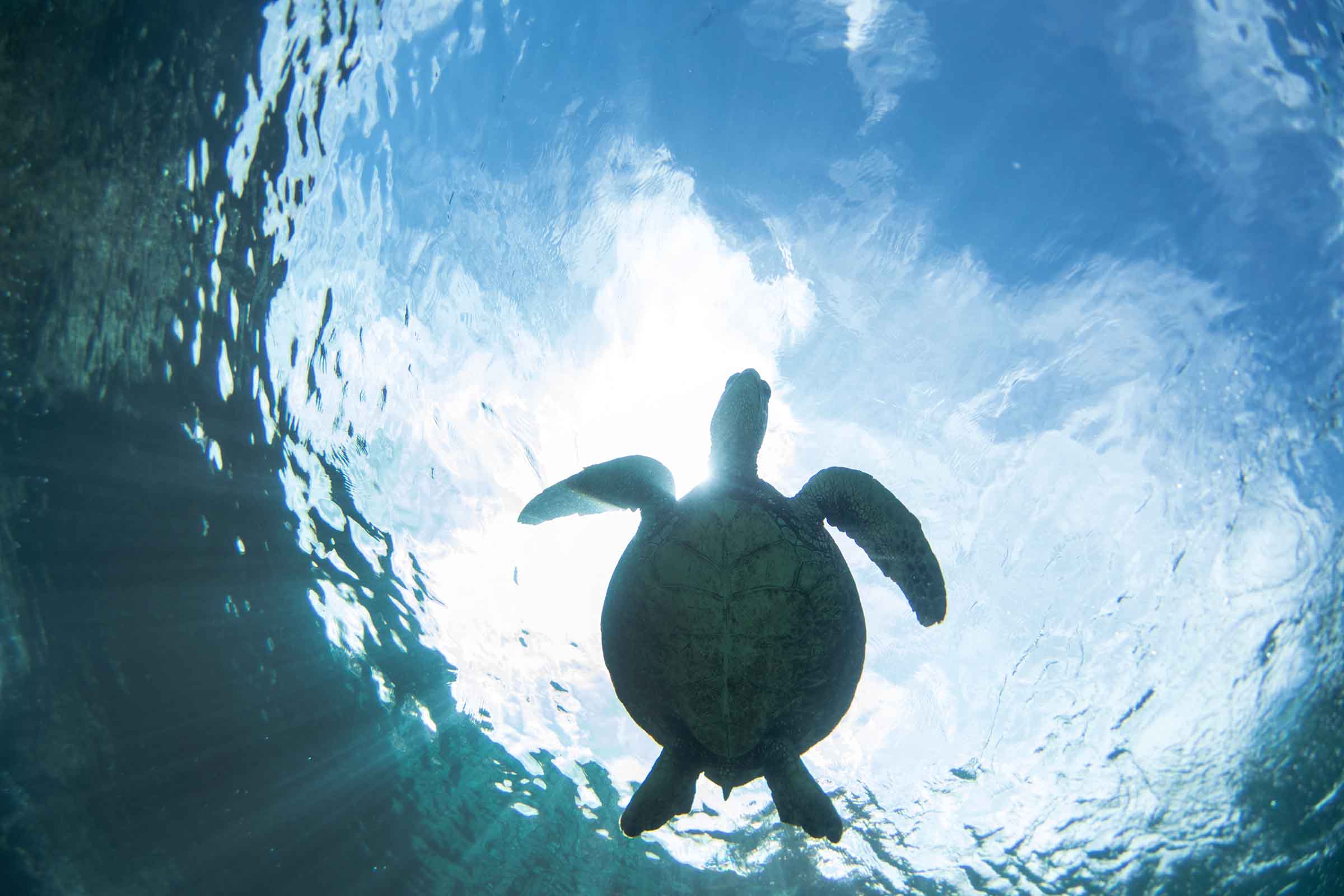 Turtle Light