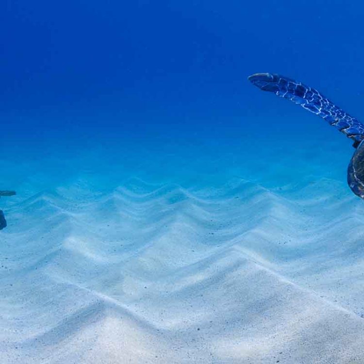Turtle Pair