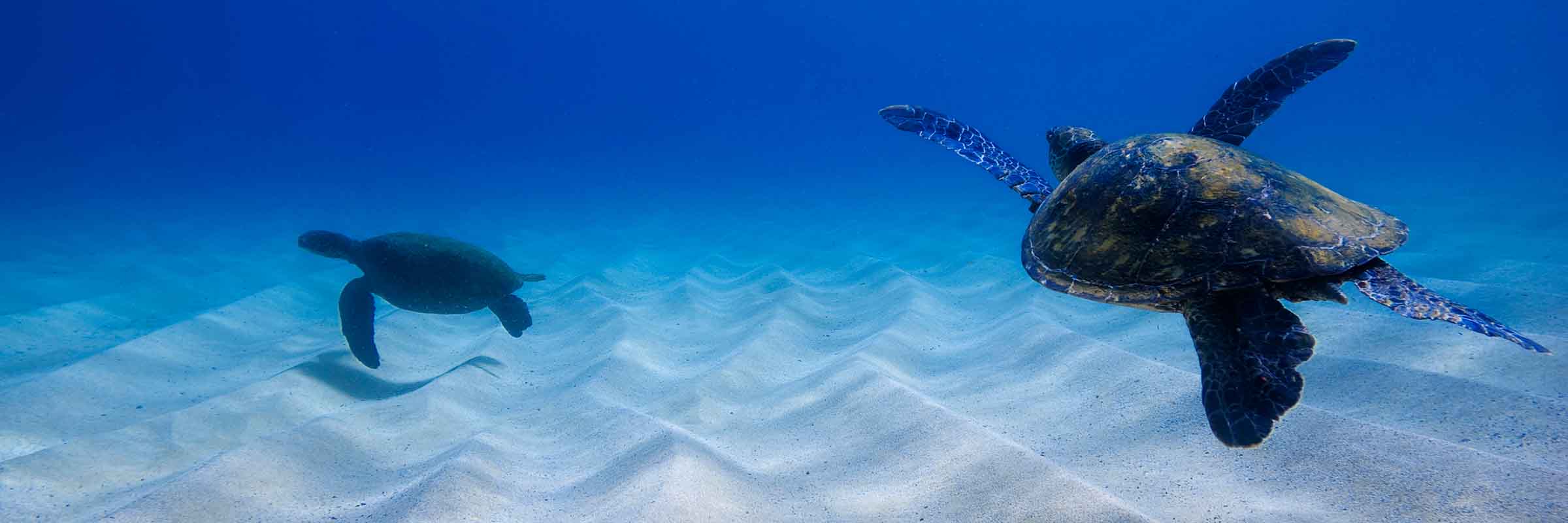 Turtle Pair