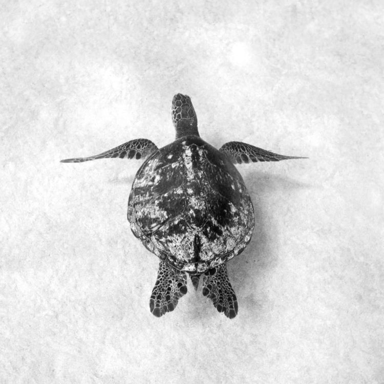 Turtle Plate