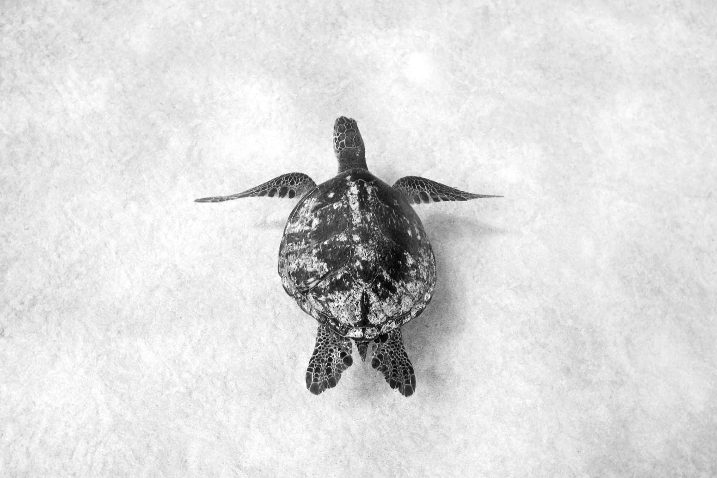 Turtle Plate