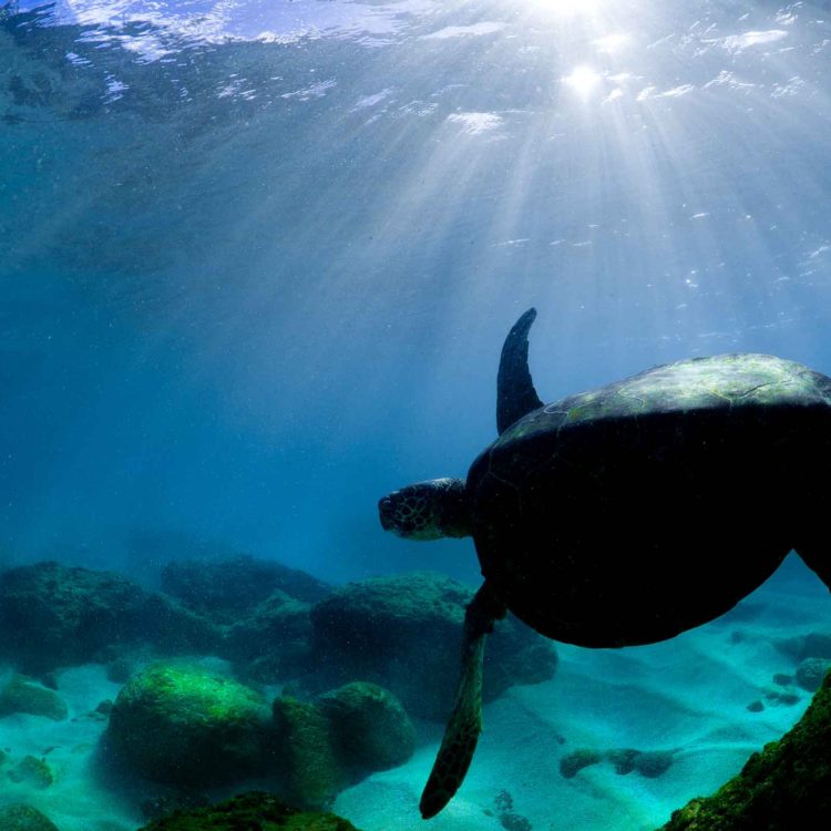Turtle Radiance