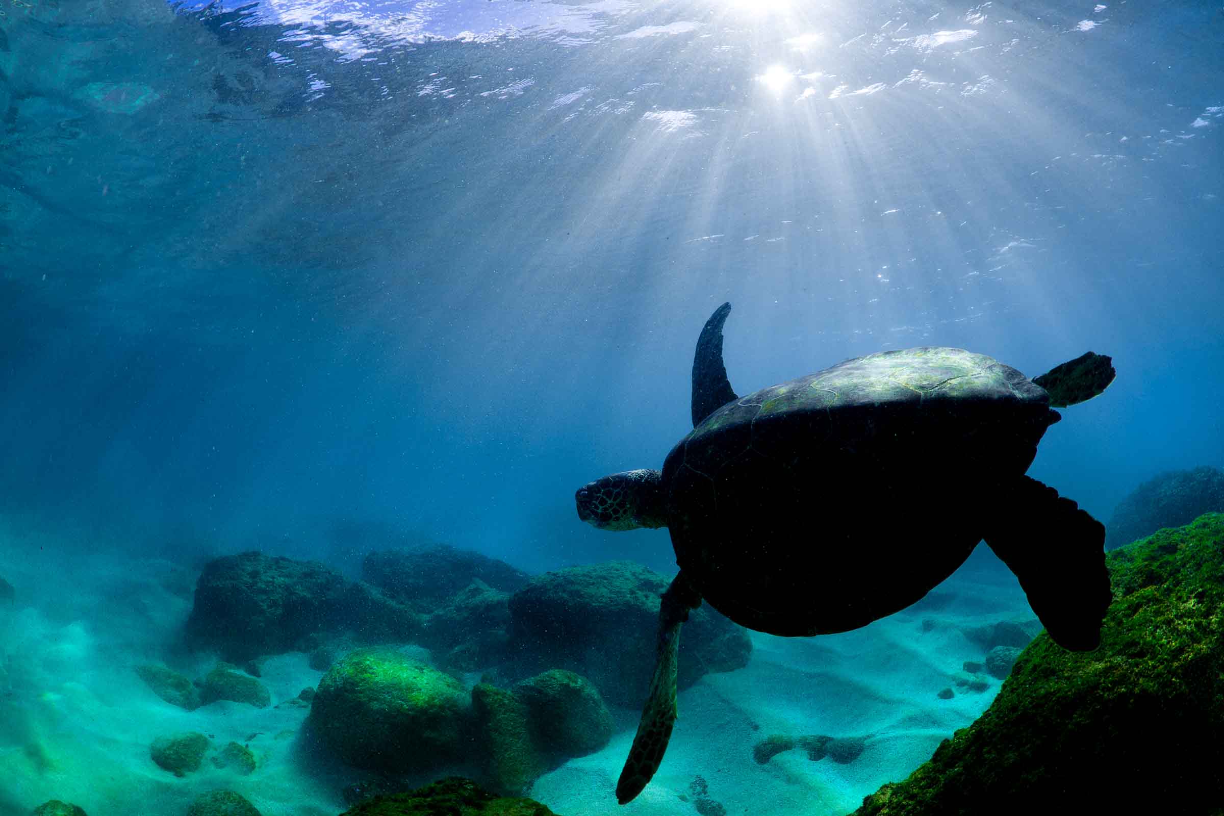 Turtle Radiance