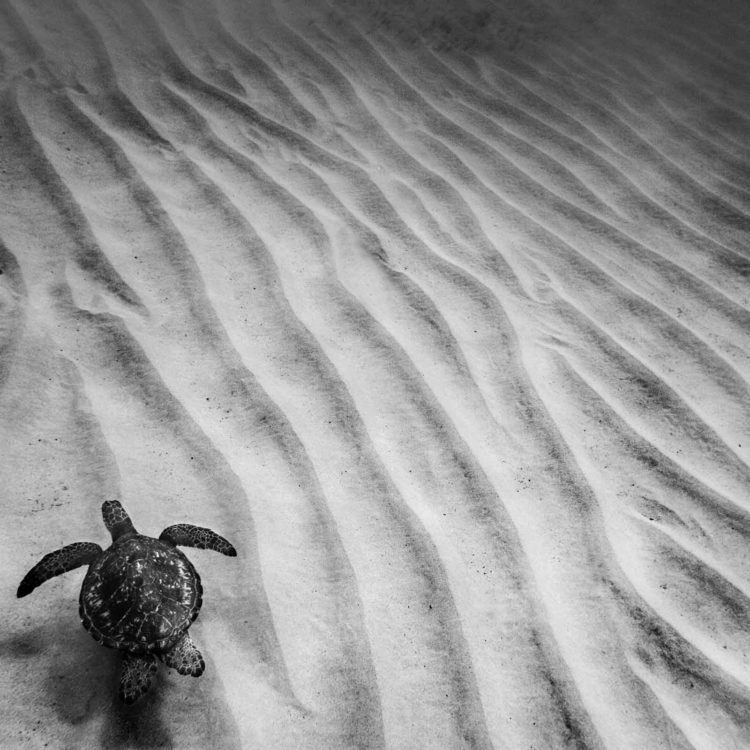 Turtle Ridges Bw