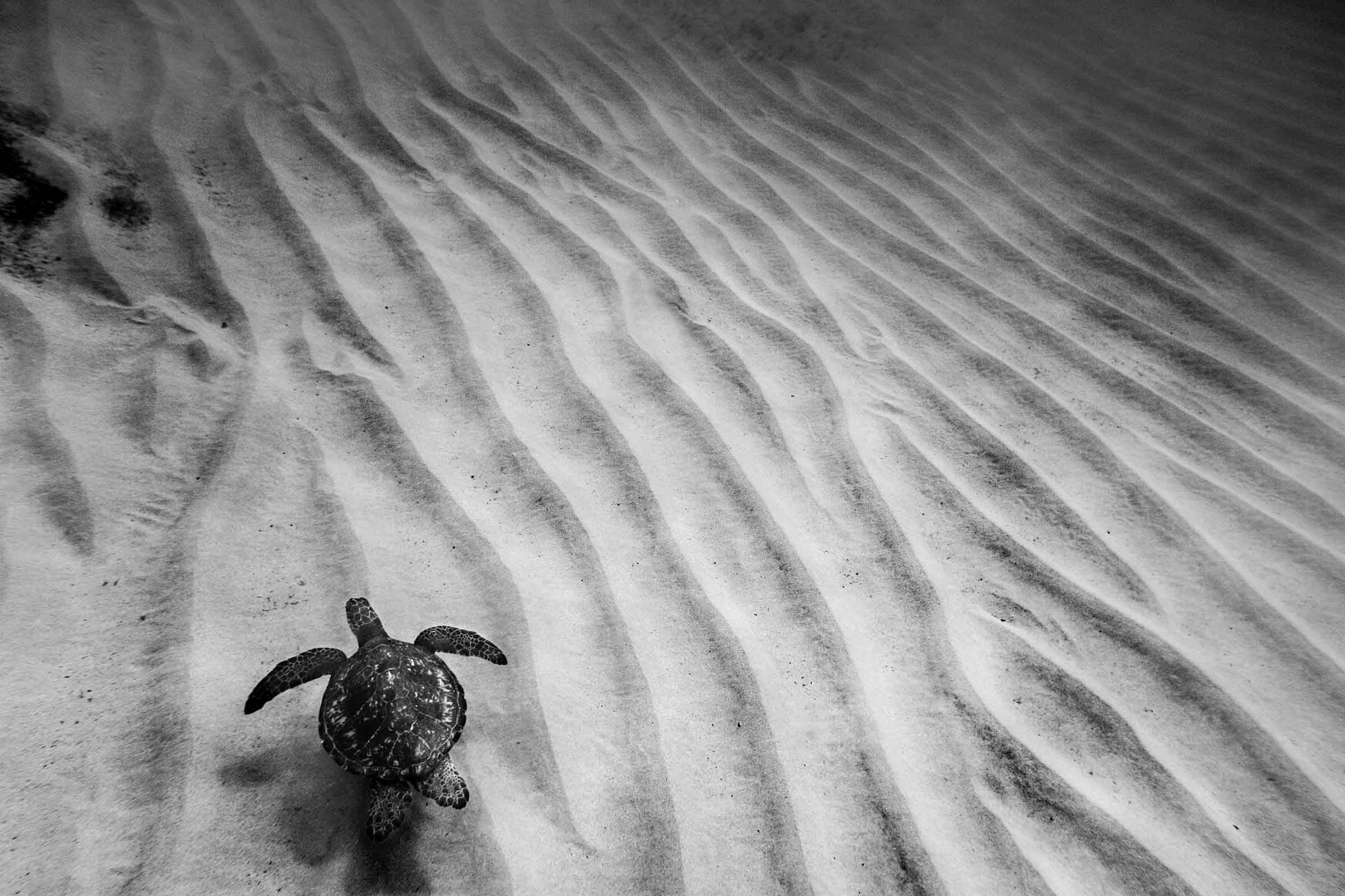 Turtle Ridges Bw