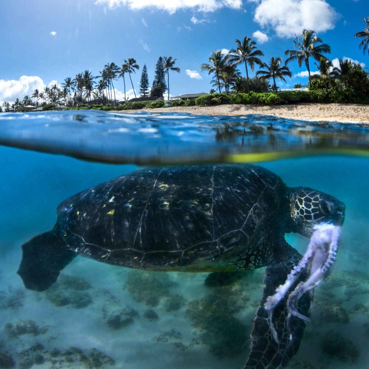 Turtle Taco