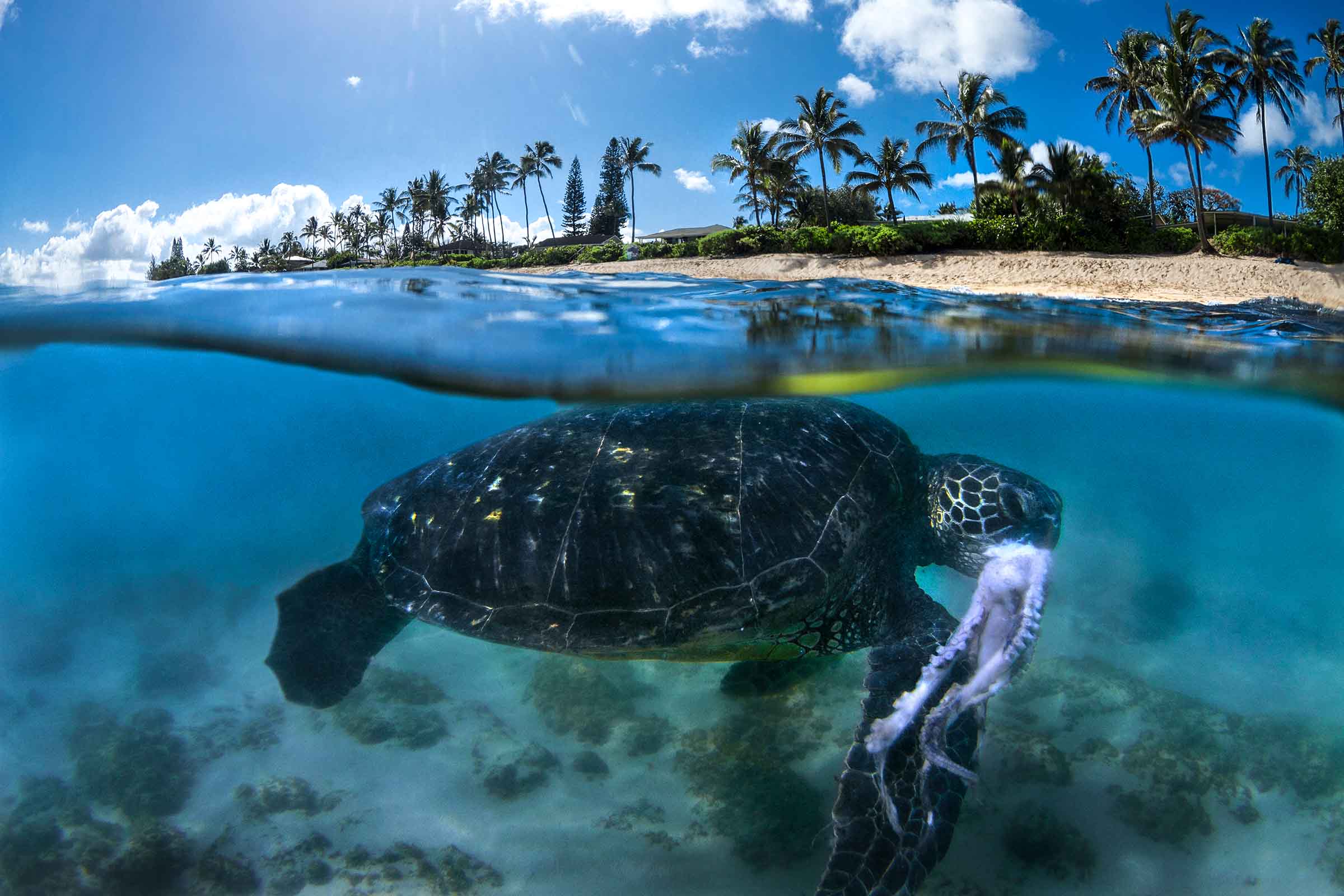 Turtle Taco