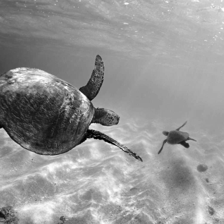 Turtles At Play