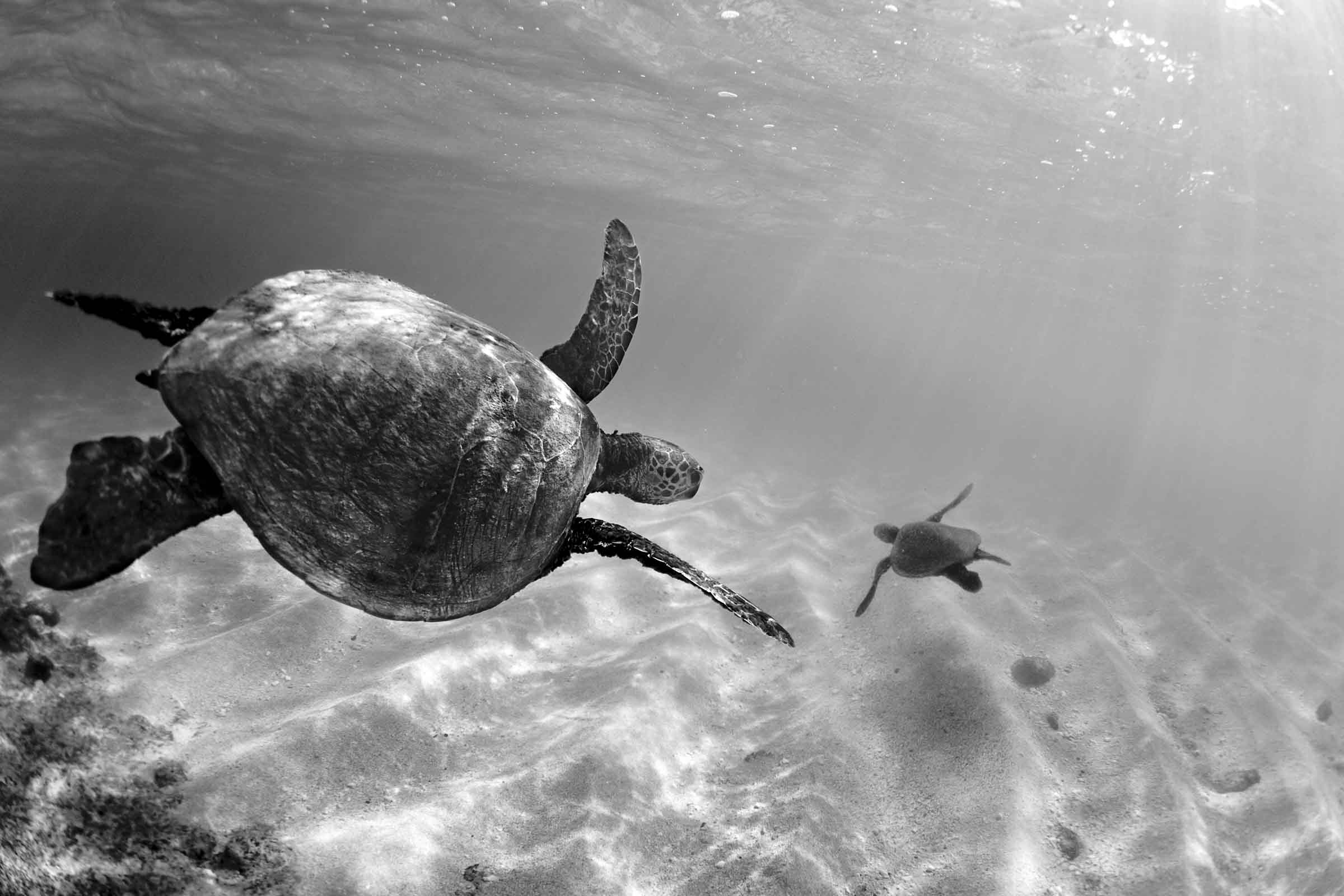 Turtles At Play