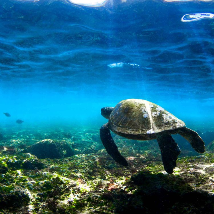 Turtles Garden