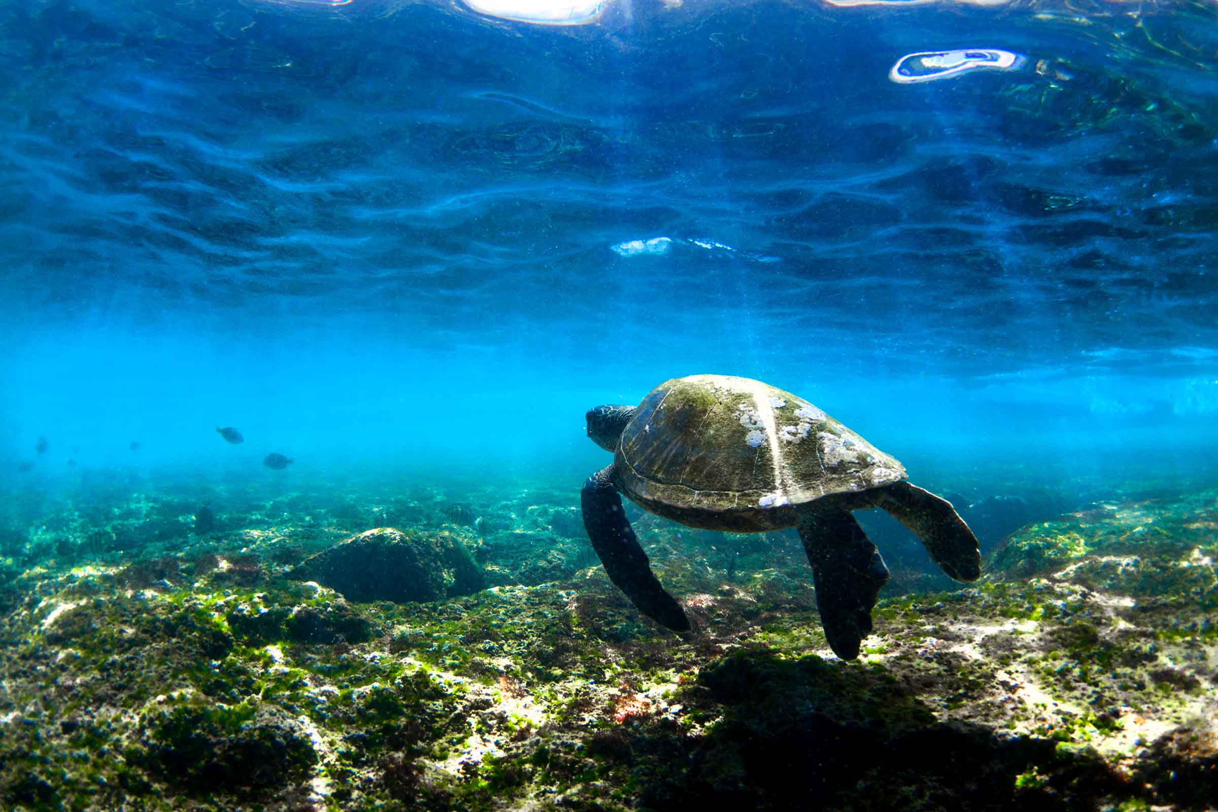 Turtles Garden