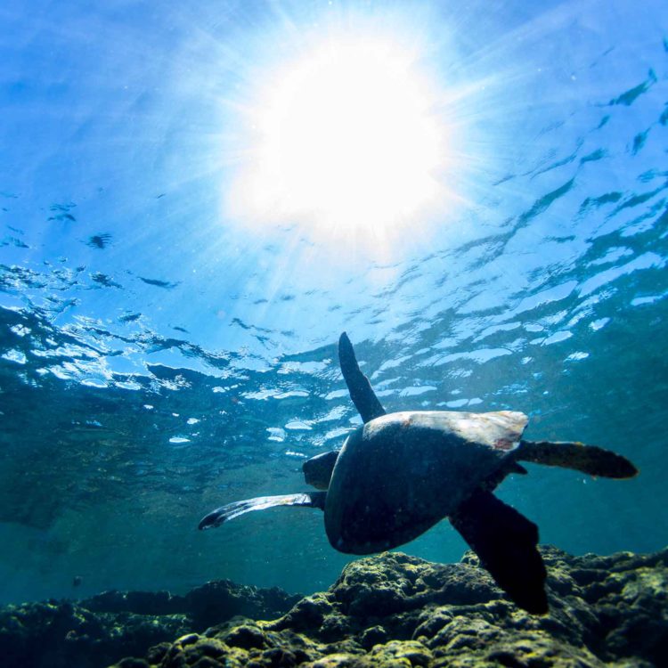 Turtle View