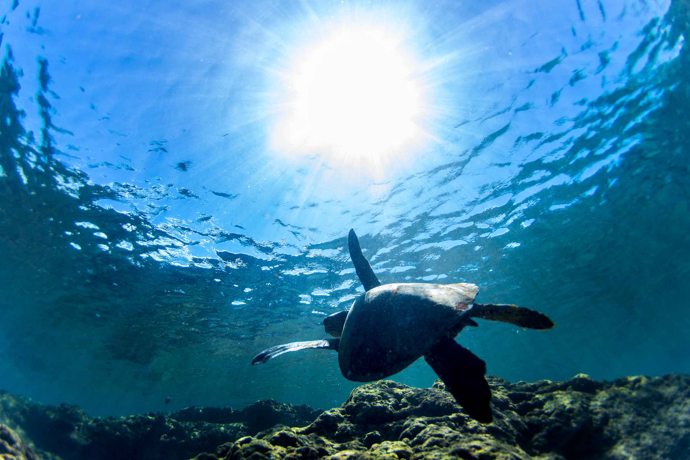 Turtle View