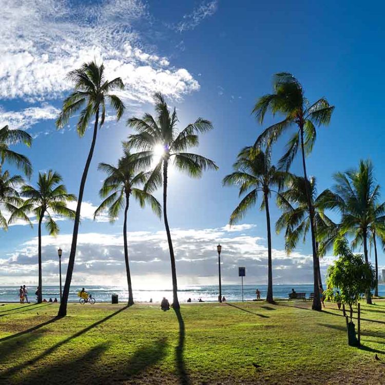Waikiki Palms