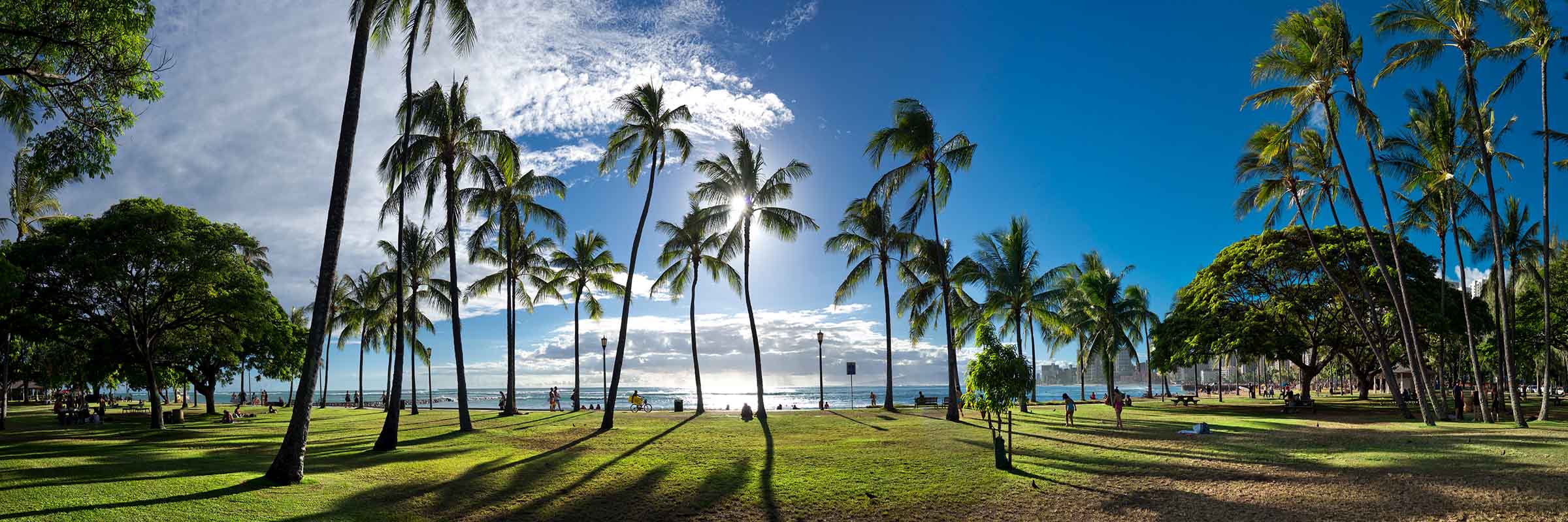 Waikiki Palms