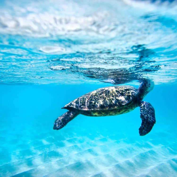 Waimea Turtle