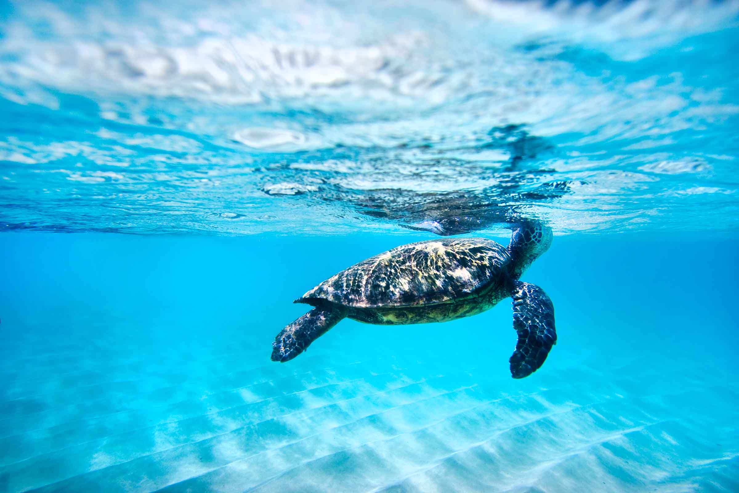 Waimea Turtle