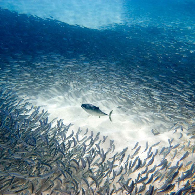 Fish Swirl