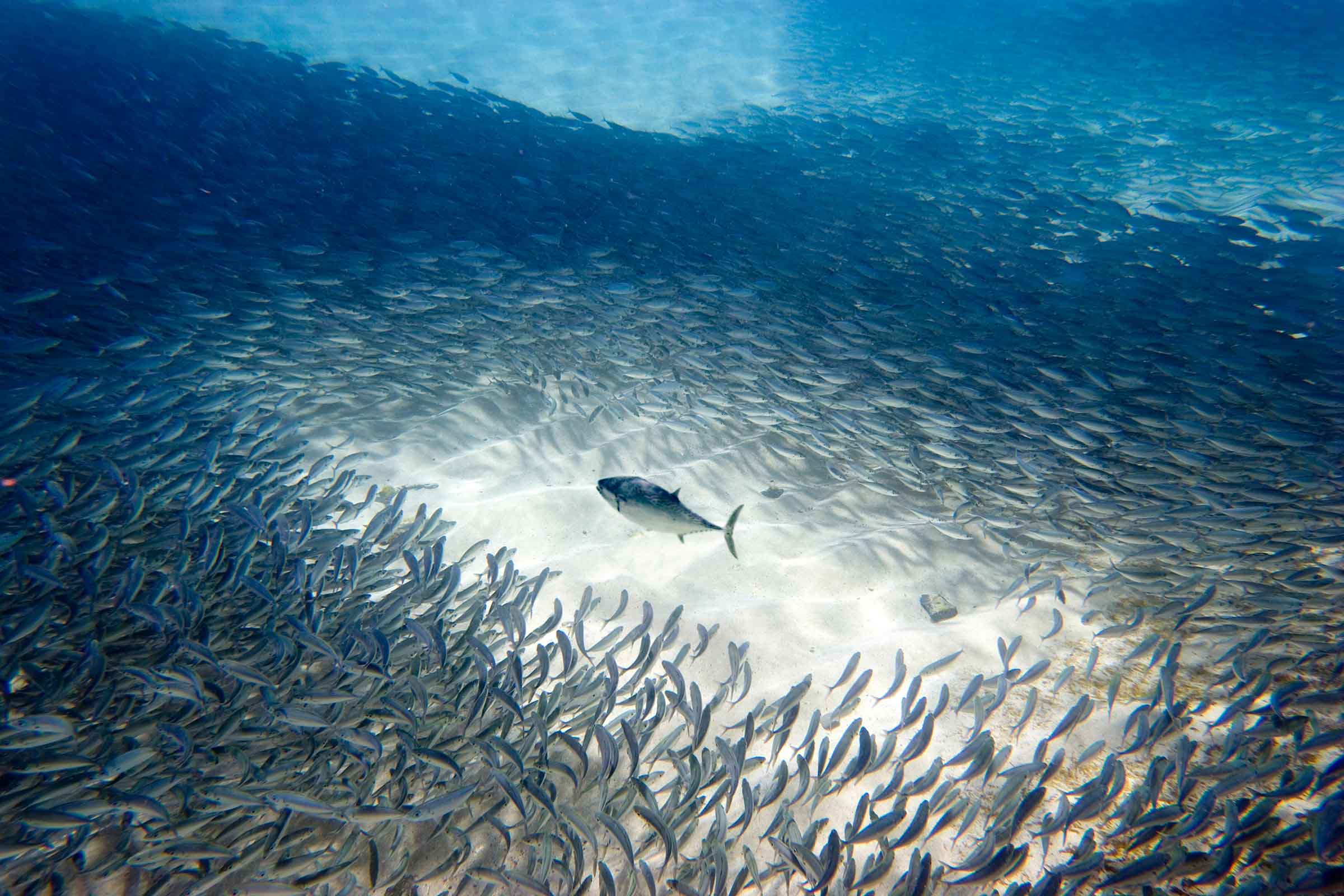 Fish Swirl